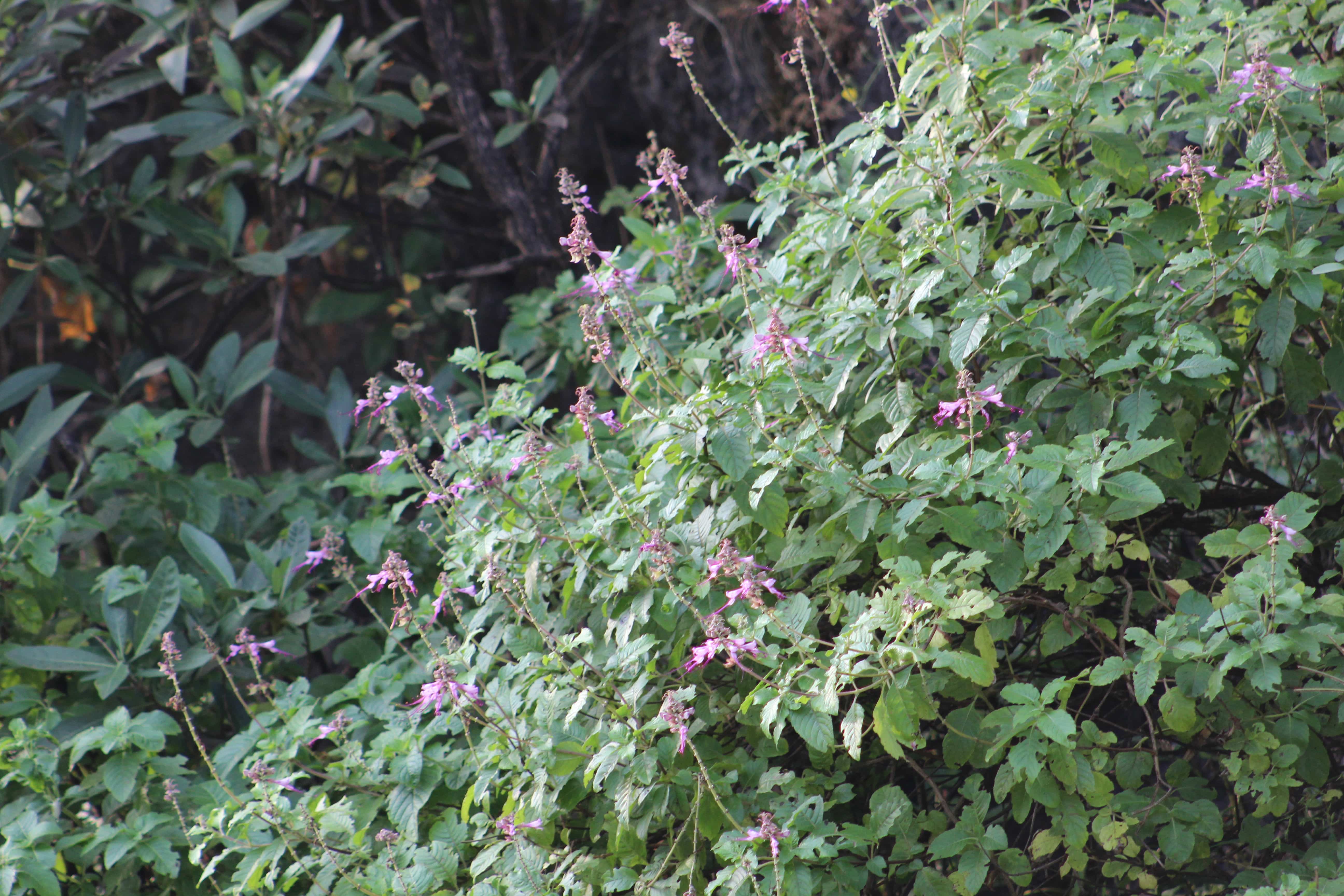 Plant Image